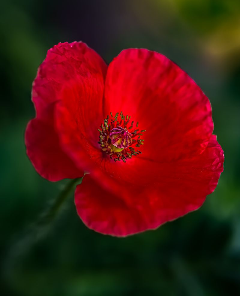© Marta Fiscus - Image from the Poppies in the Flesh - An Intimate Study of Light on Red photography project