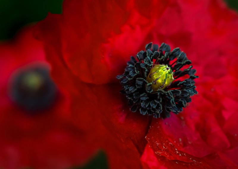 © Marta Fiscus - Image from the Poppies in the Flesh - An Intimate Study of Light on Red photography project