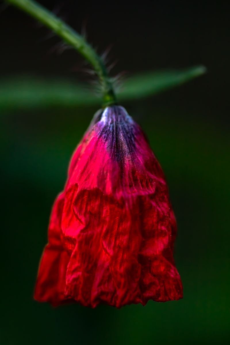 © Marta Fiscus - Image from the Poppies in the Flesh - An Intimate Study of Light on Red photography project