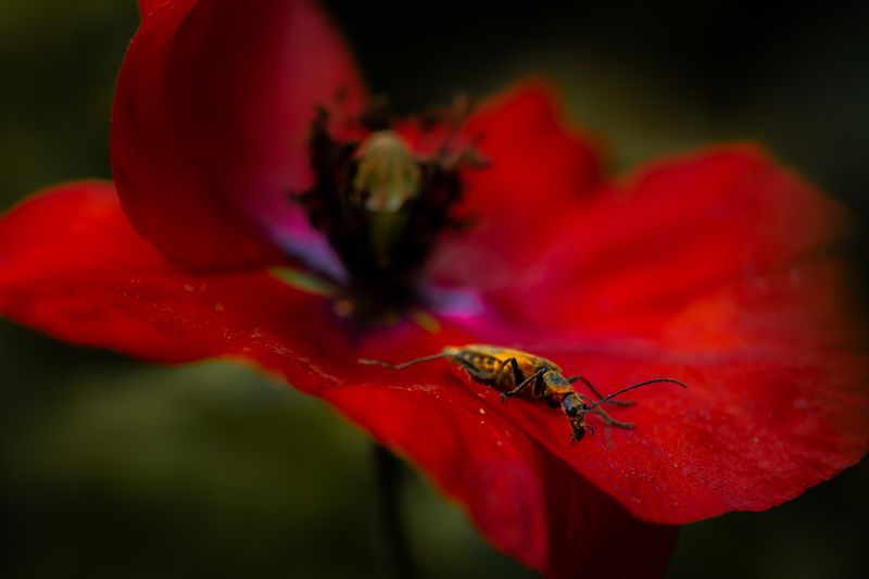 © Marta Fiscus - Image from the Poppies in the Flesh - An Intimate Study of Light on Red photography project