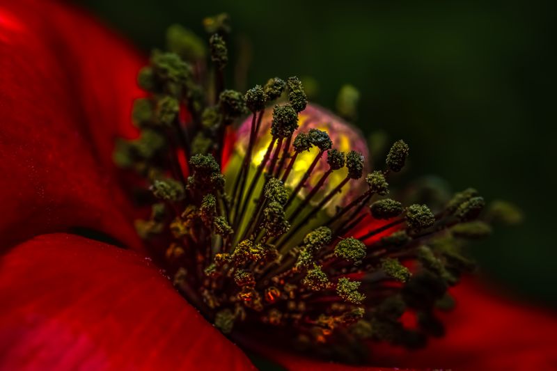 © Marta Fiscus - Image from the Poppies in the Flesh - An Intimate Study of Light on Red photography project