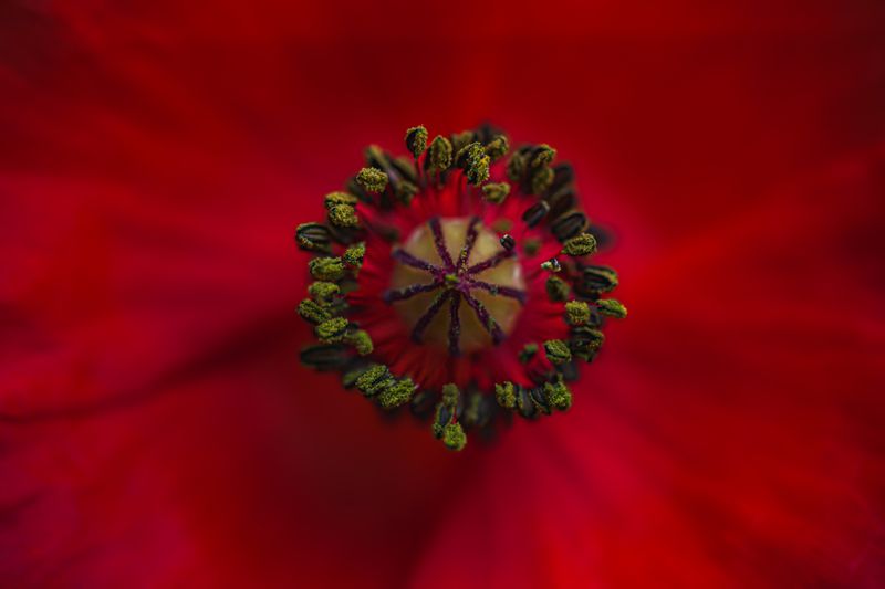 © Marta Fiscus - Image from the Poppies in the Flesh - An Intimate Study of Light on Red photography project