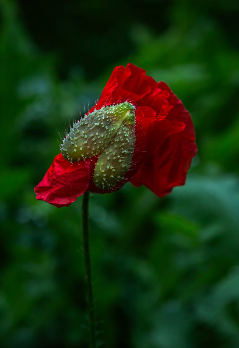 © Marta Fiscus - Image from the Poppies in the Flesh - An Intimate Study of Light on Red photography project