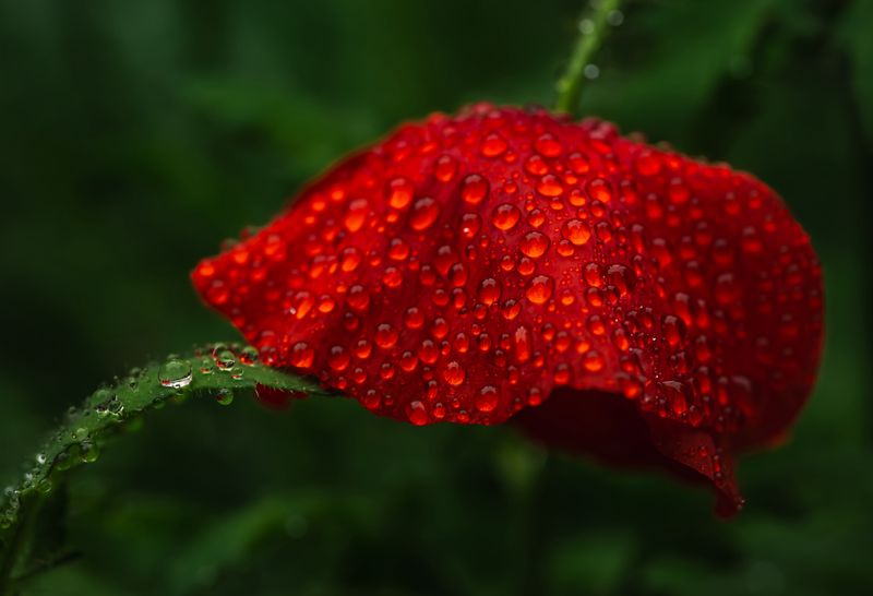 © Marta Fiscus - Image from the Poppies in the Flesh - An Intimate Study of Light on Red photography project