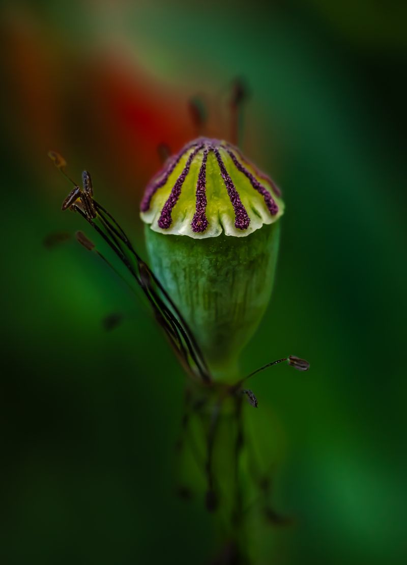 © Marta Fiscus - Image from the Poppies in the Flesh - An Intimate Study of Light on Red photography project