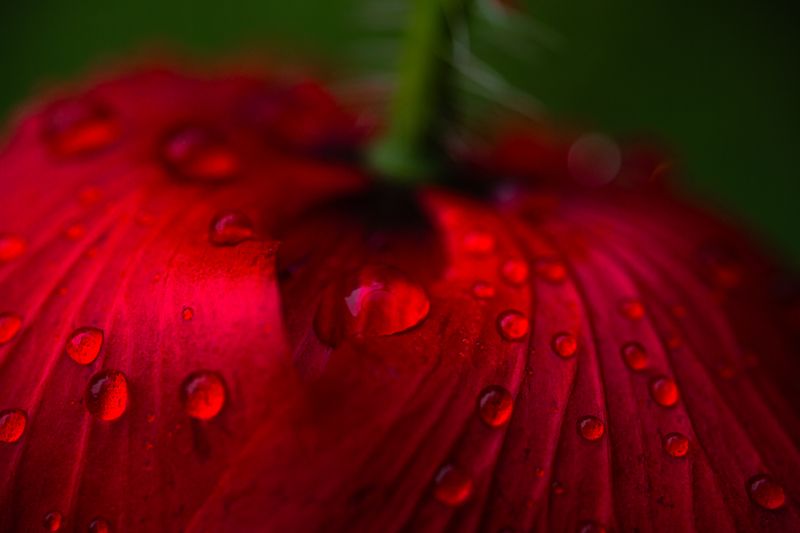 © Marta Fiscus - Image from the Poppies in the Flesh - An Intimate Study of Light on Red photography project