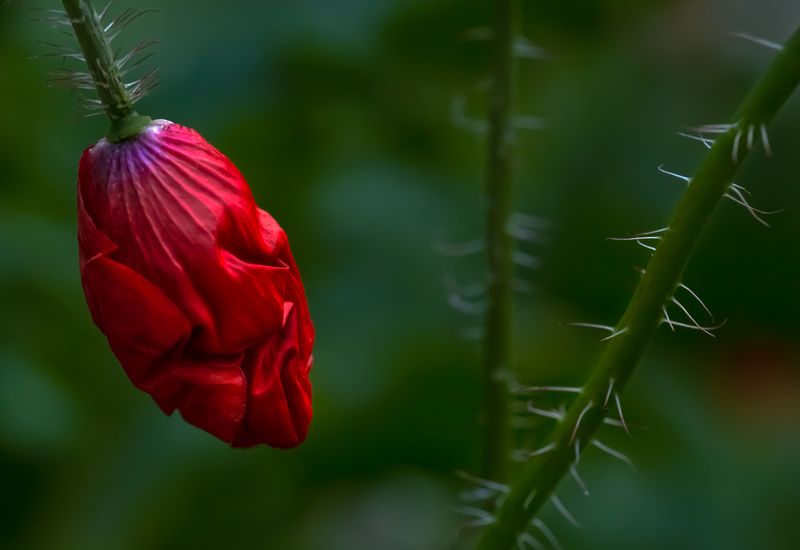 © Marta Fiscus - Image from the Poppies in the Flesh - An Intimate Study of Light on Red photography project