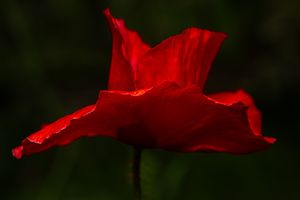 Poppies in the Flesh - An Intimate Study of Light on Red