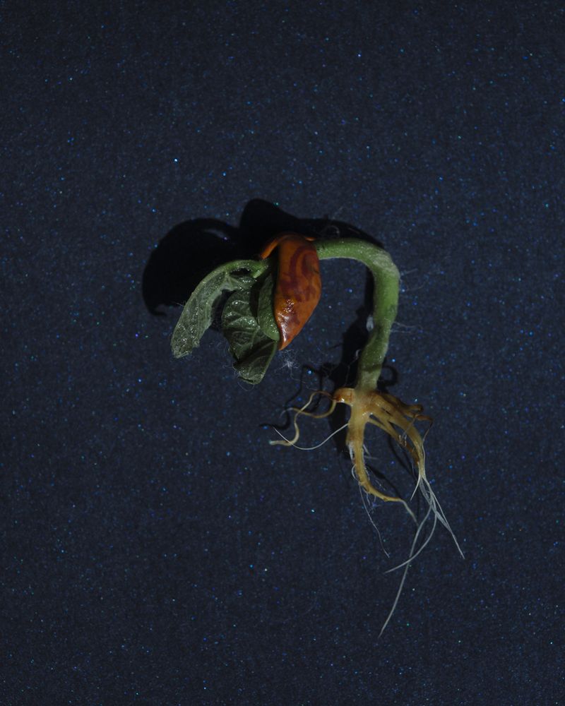 © Juliana Gómez Quijano - Image from the Las Dos Hebras (The Two Strands) photography project