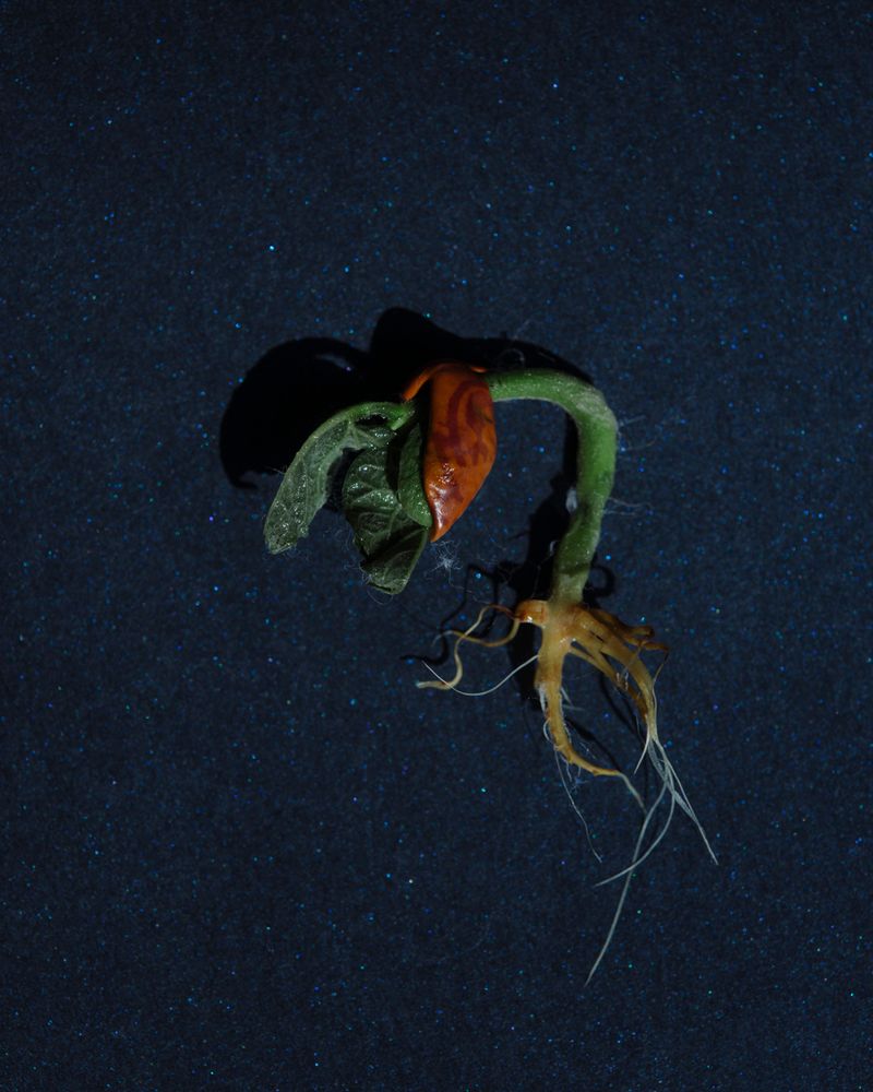 © Juliana Gómez Quijano - Image from the The Two Strands photography project