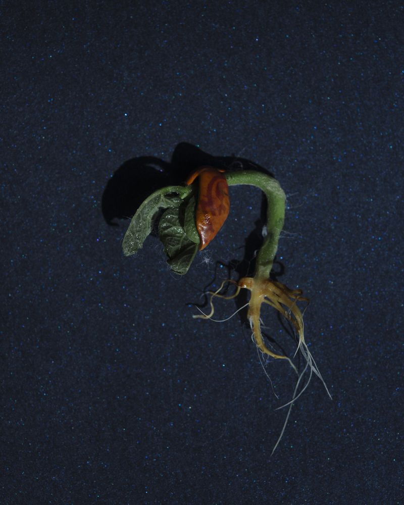 © Juliana Gómez Quijano - Image from the The Two Strands photography project