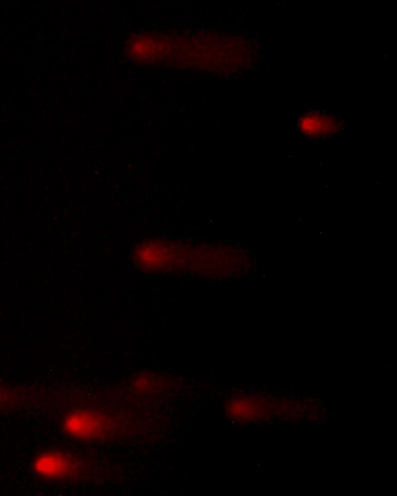 © Juliana Gómez Quijano - Image from the The Two Strands photography project