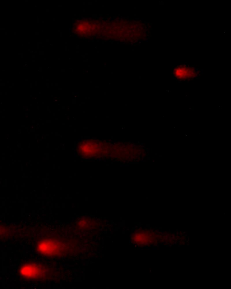 © Juliana Gómez Quijano - Image from the The Two Strands photography project