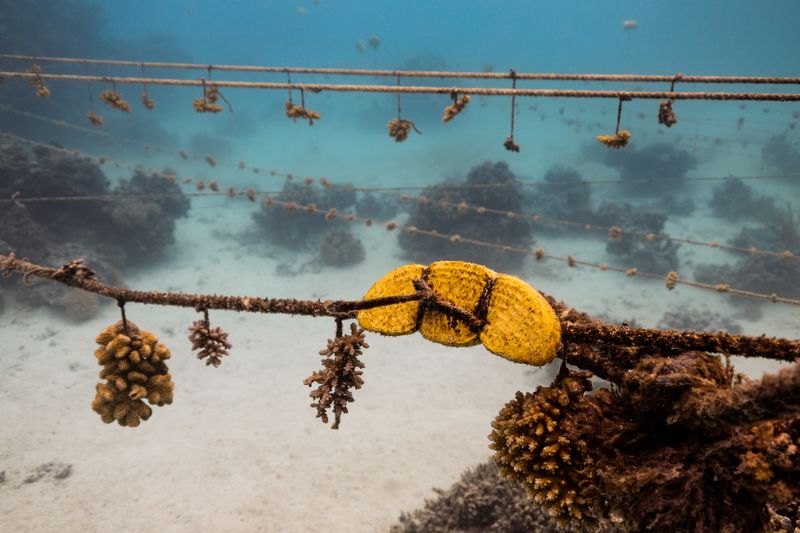 © Raquel Trejo - Image from the Coral Kids and the Coral Gardener photography project