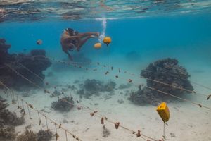 Coral Kids and the Coral Gardener