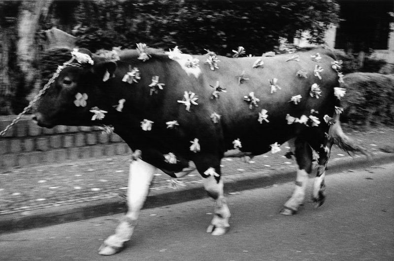 © Paulo Monteiro - Holy Spirit festivity, island of San Miguel, 2012.
