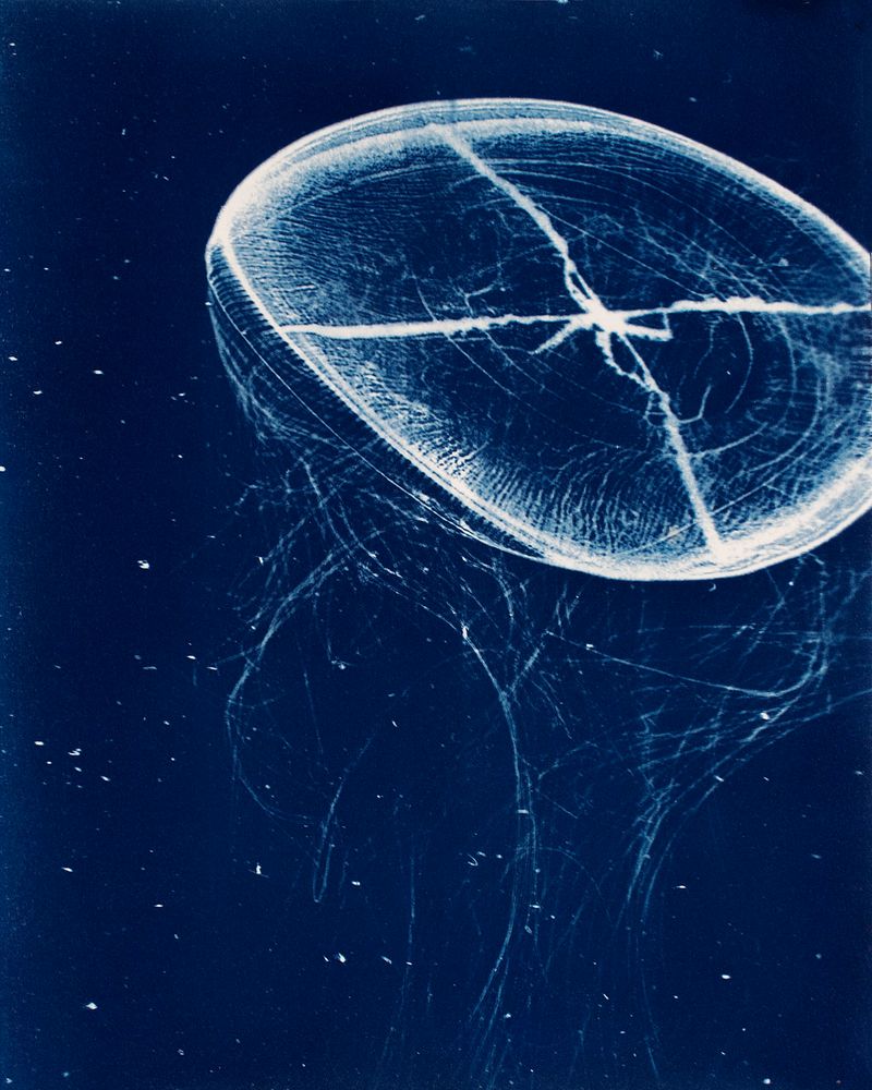 © Sarah Grew - Image from the Portraits of Pacific Plankton: Cyanotype Impressions photography project