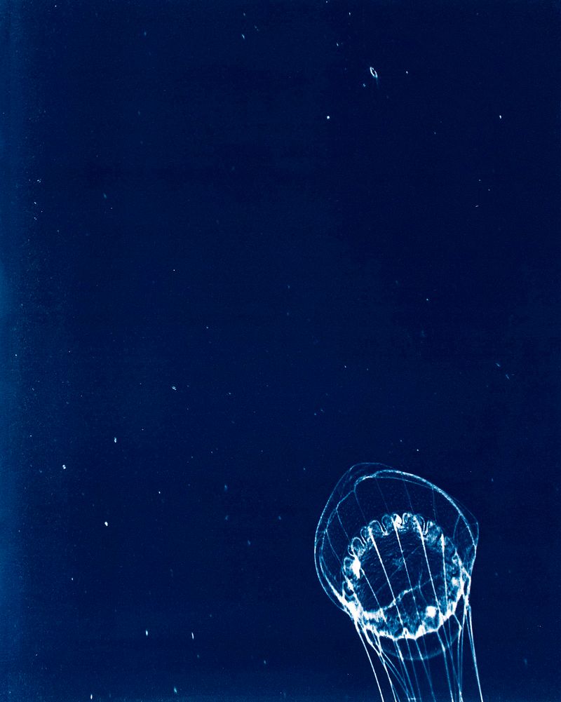 © Sarah Grew - Image from the Portraits of Pacific Plankton: Cyanotype Impressions photography project