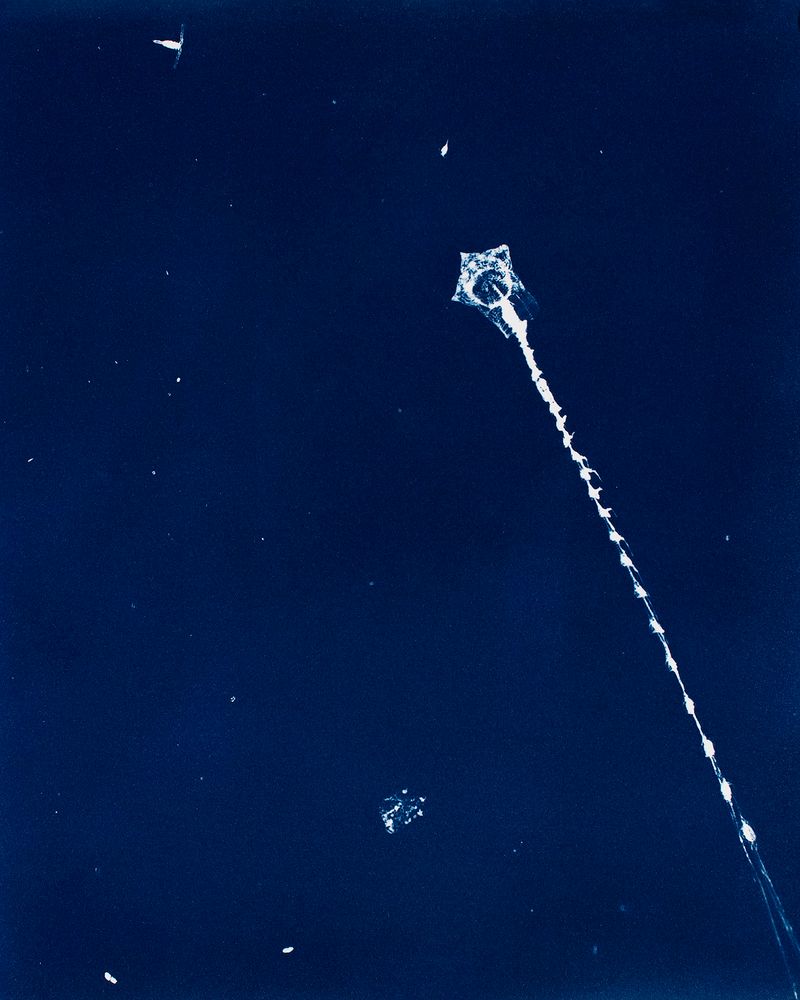 © Sarah Grew - Image from the Portraits of Pacific Plankton: Cyanotype Impressions photography project