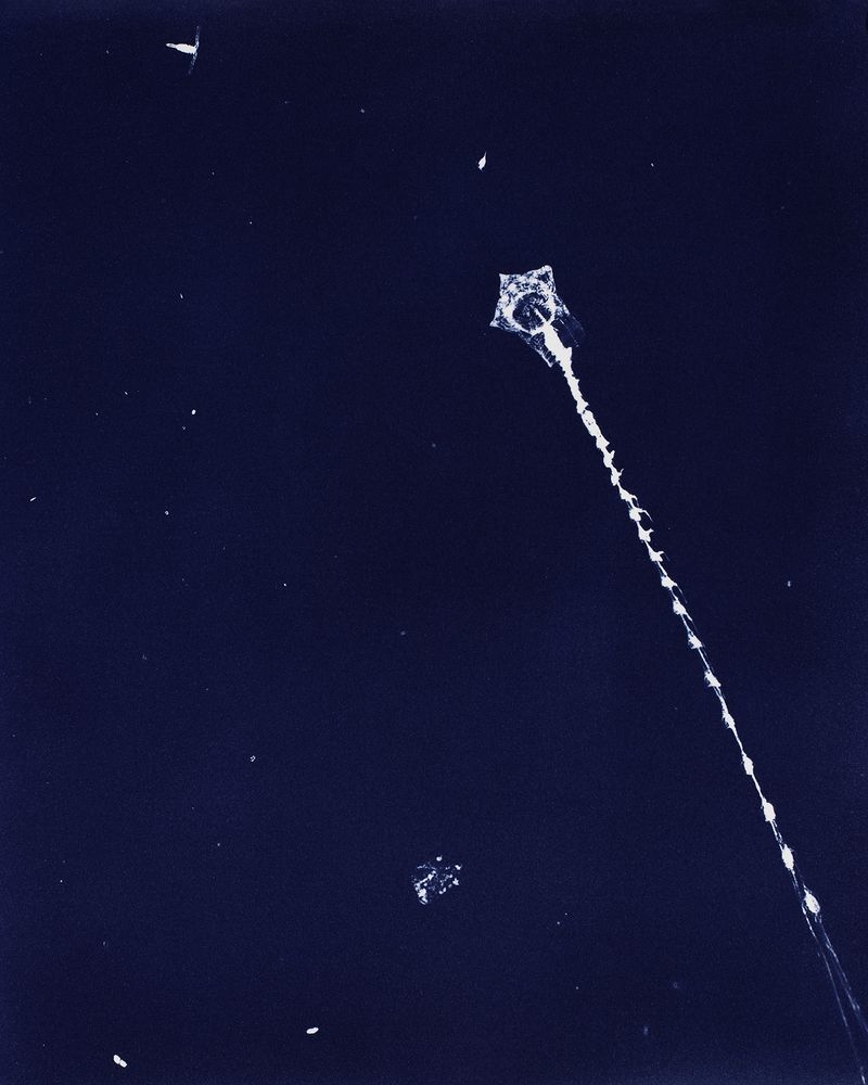 © Sarah Grew - Image from the Portraits of Pacific Plankton: Cyanotype Impressions photography project
