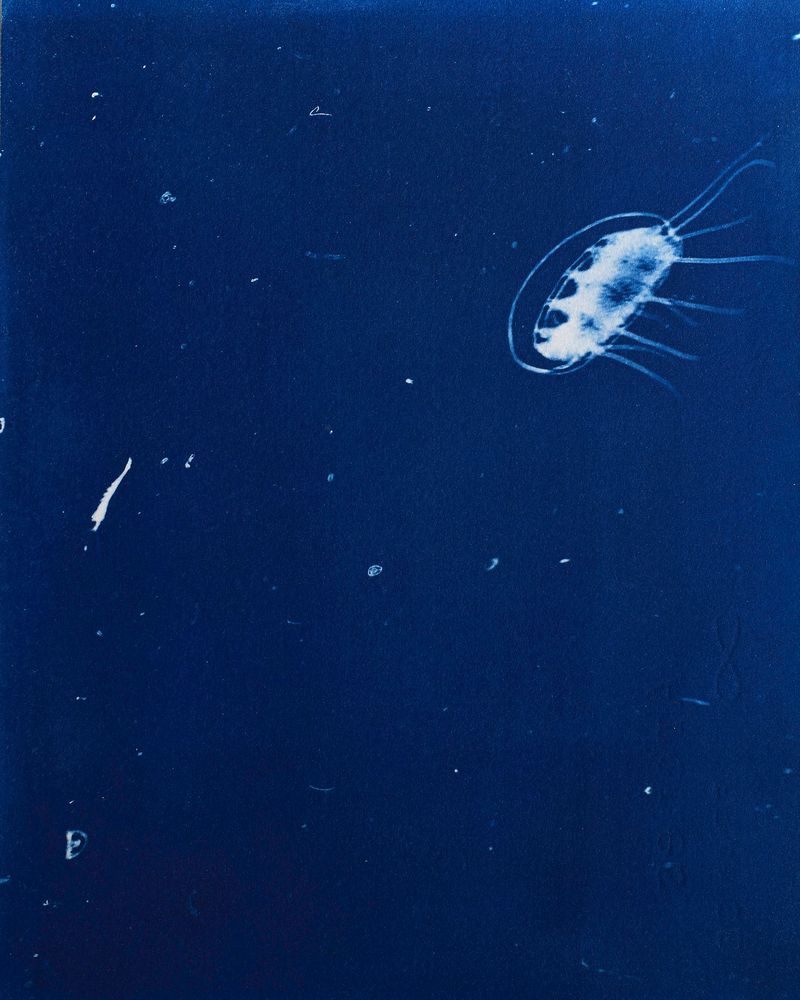 © Sarah Grew - Image from the Portraits of Pacific Plankton: Cyanotype Impressions photography project