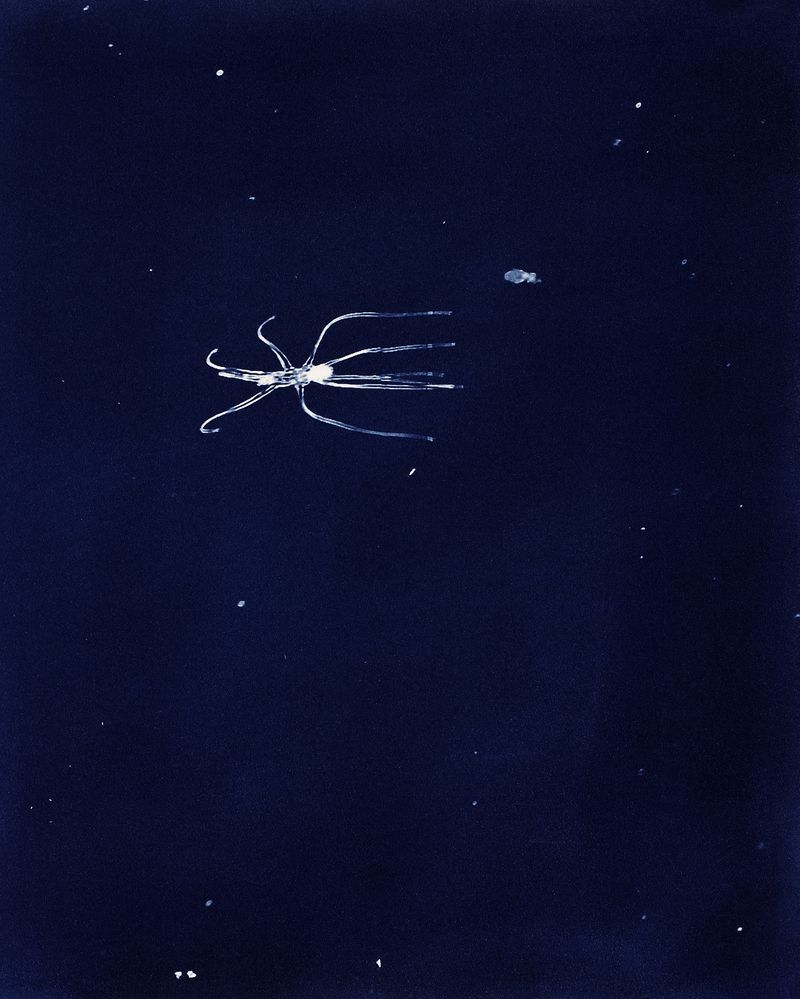 © Sarah Grew - Image from the Portraits of Pacific Plankton: Cyanotype Impressions photography project