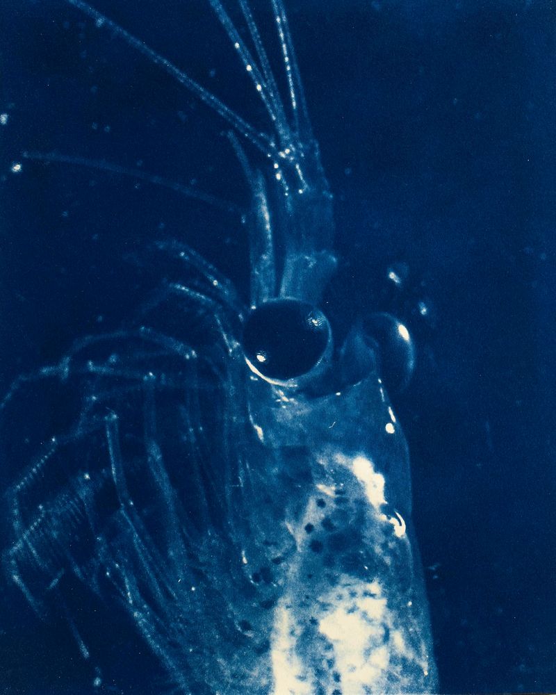 © Sarah Grew - Image from the Portraits of Pacific Plankton: Cyanotype Impressions photography project