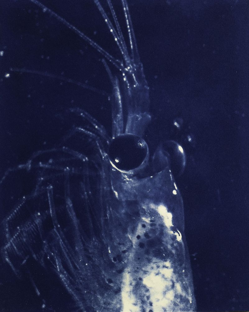 © Sarah Grew - Image from the Portraits of Pacific Plankton: Cyanotype Impressions photography project