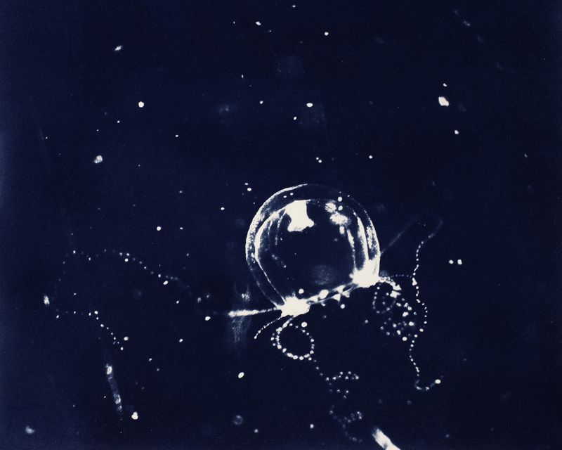 © Sarah Grew - Image from the Portraits of Pacific Plankton: Cyanotype Impressions photography project