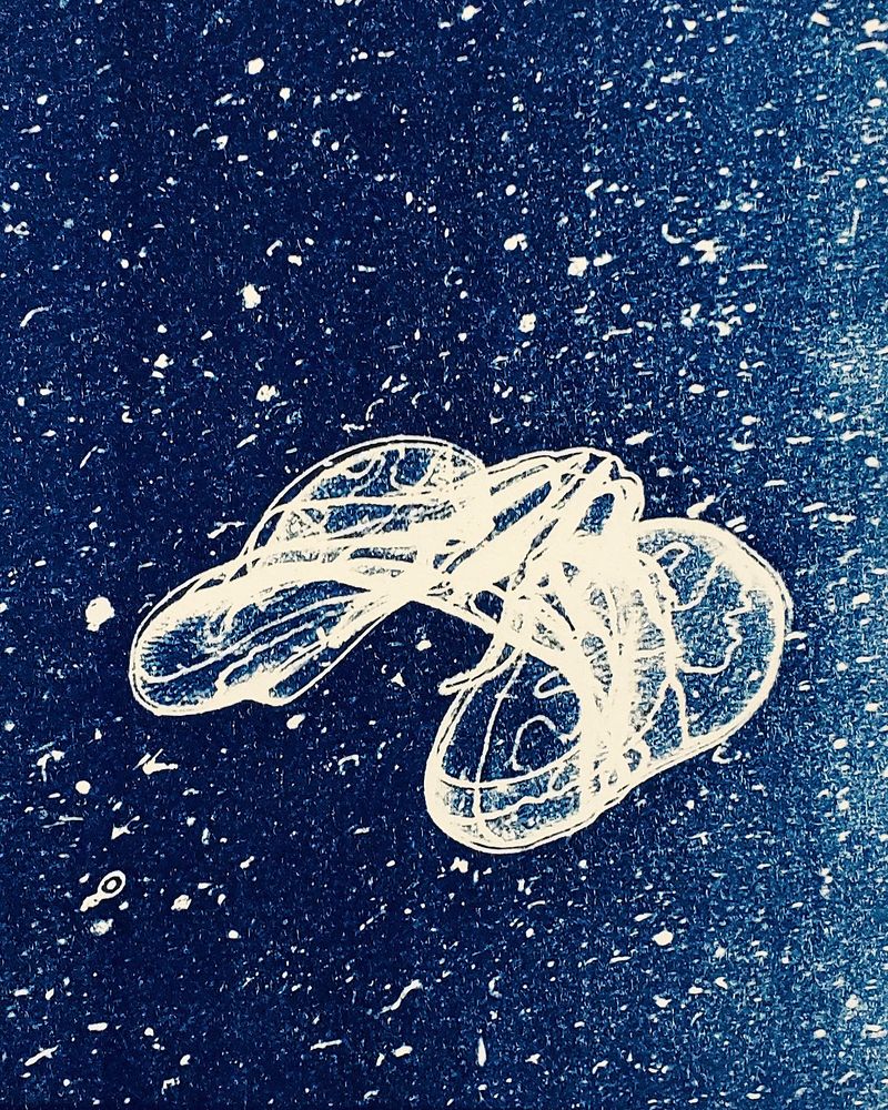 © Sarah Grew - Image from the Portraits of Pacific Plankton: Cyanotype Impressions photography project