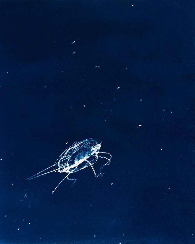 © Sarah Grew - Image from the Portraits of Pacific Plankton: Cyanotype Impressions photography project