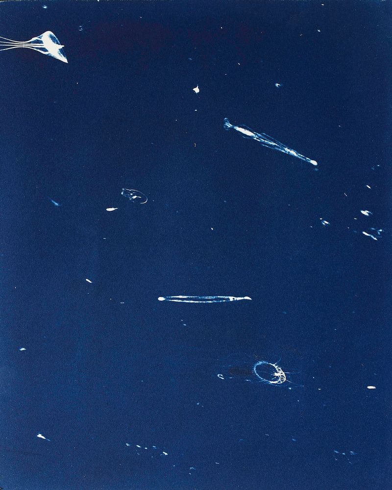 © Sarah Grew - Image from the Portraits of Pacific Plankton: Cyanotype Impressions photography project