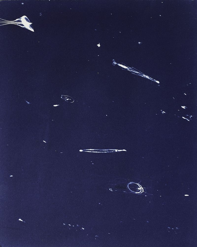 © Sarah Grew - Image from the Portraits of Pacific Plankton: Cyanotype Impressions photography project