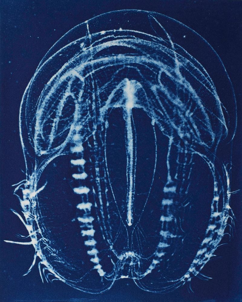 © Sarah Grew - Image from the Portraits of Pacific Plankton: Cyanotype Impressions photography project