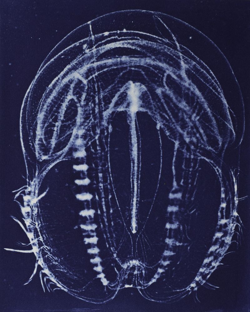 © Sarah Grew - Image from the Portraits of Pacific Plankton: Cyanotype Impressions photography project