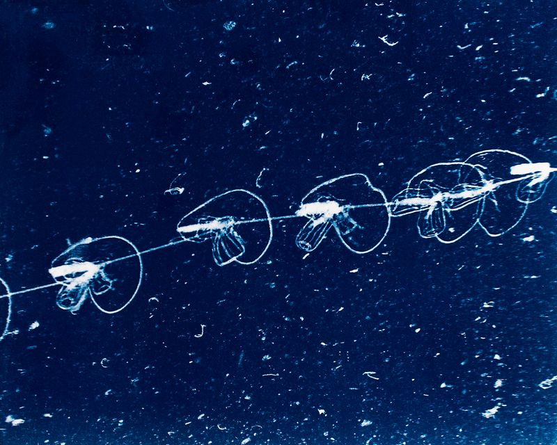 © Sarah Grew - Image from the Portraits of Pacific Plankton: Cyanotype Impressions photography project