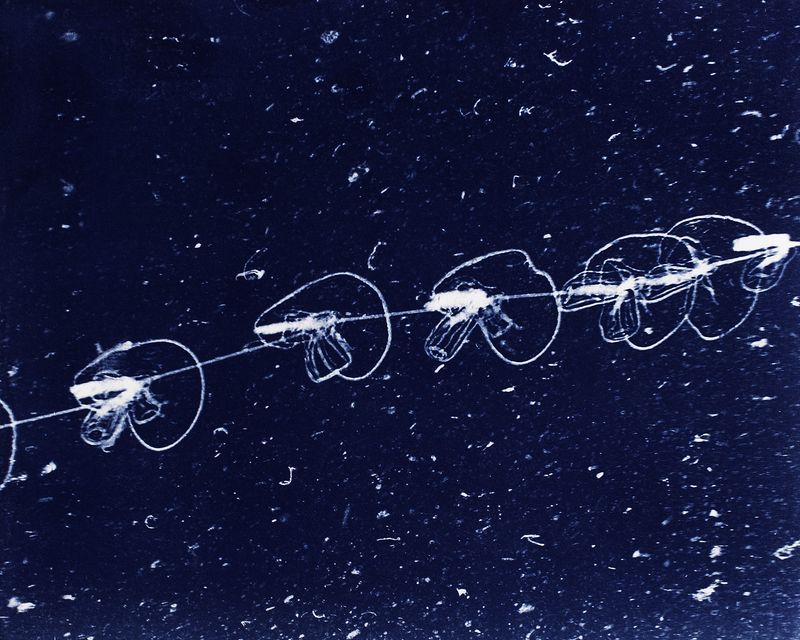 © Sarah Grew - Image from the Portraits of Pacific Plankton: Cyanotype Impressions photography project
