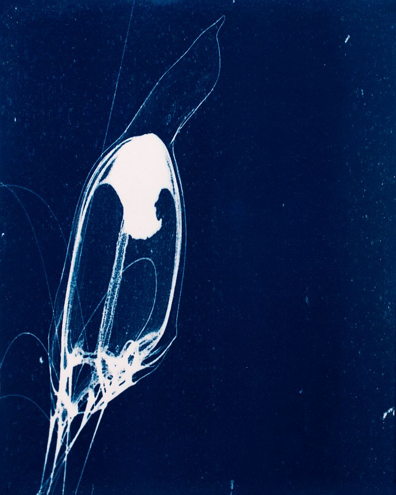 © Sarah Grew - Image from the Portraits of Pacific Plankton: Cyanotype Impressions photography project