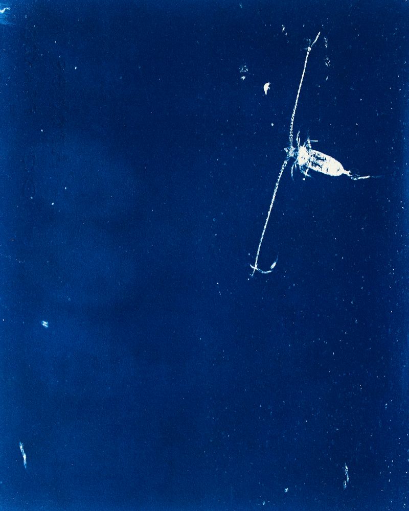 © Sarah Grew - Image from the Portraits of Pacific Plankton: Cyanotype Impressions photography project