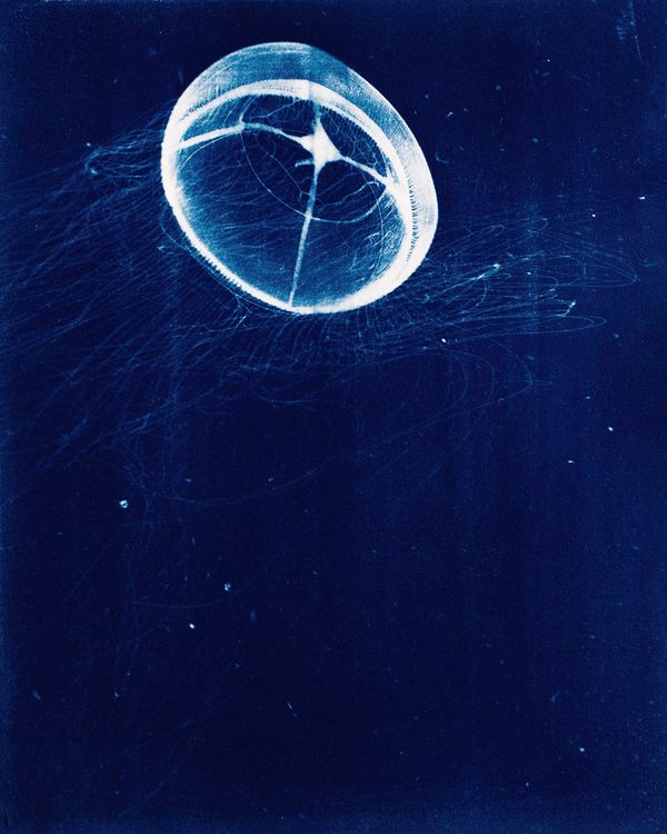 © Sarah Grew - Image from the Portraits of Pacific Plankton: Cyanotype Impressions photography project