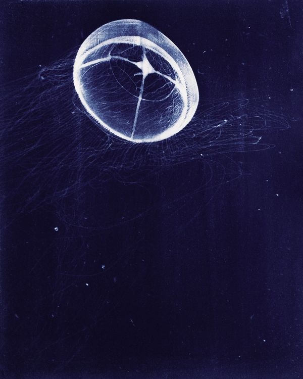 © Sarah Grew - Image from the Portraits of Pacific Plankton: Cyanotype Impressions photography project