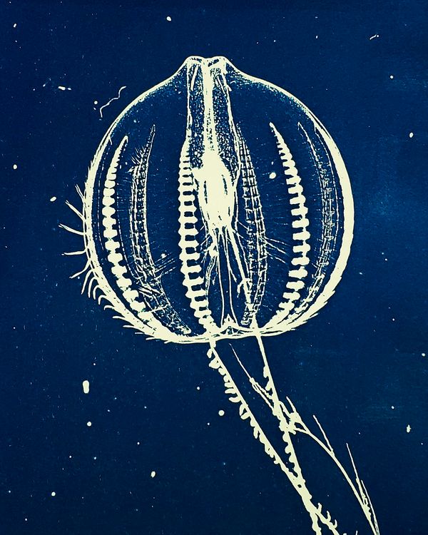 © Sarah Grew - Image from the Portraits of Pacific Plankton: Cyanotype Impressions photography project