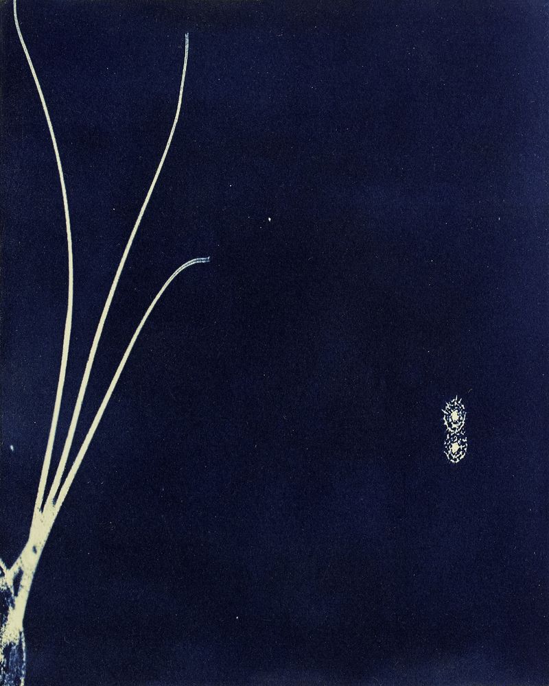 © Sarah Grew - Image from the Portraits of Pacific Plankton: Cyanotype Impressions photography project