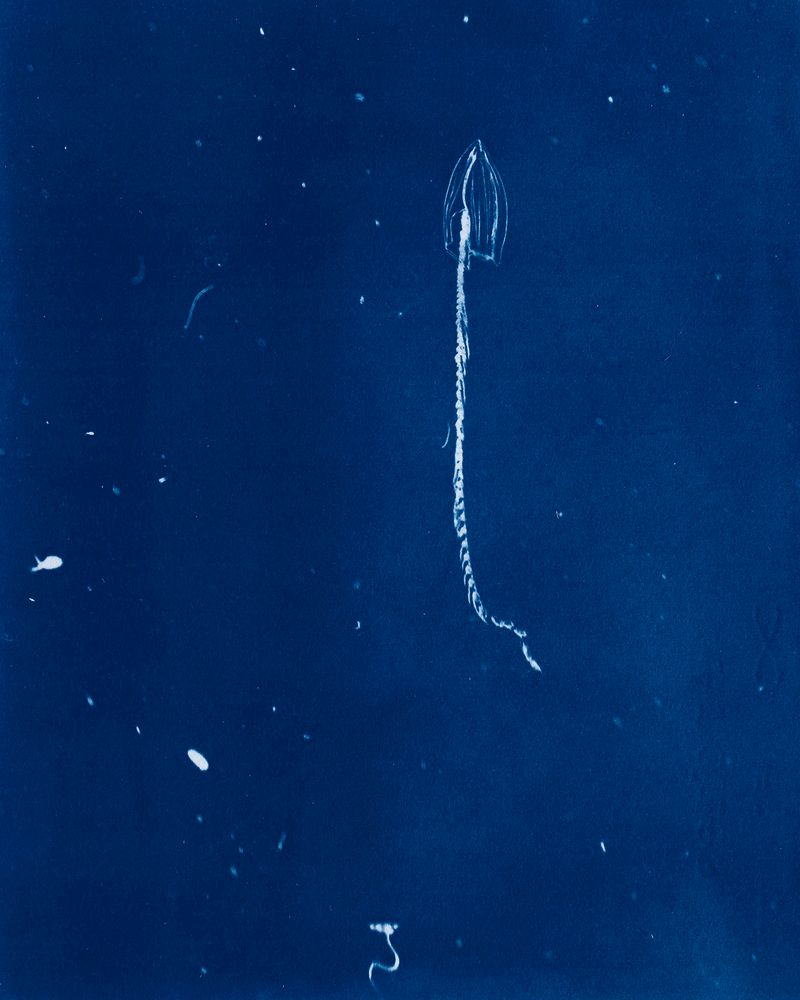 © Sarah Grew - Image from the Portraits of Pacific Plankton: Cyanotype Impressions photography project