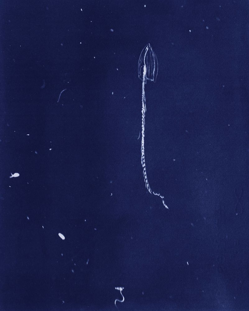© Sarah Grew - Image from the Portraits of Pacific Plankton: Cyanotype Impressions photography project