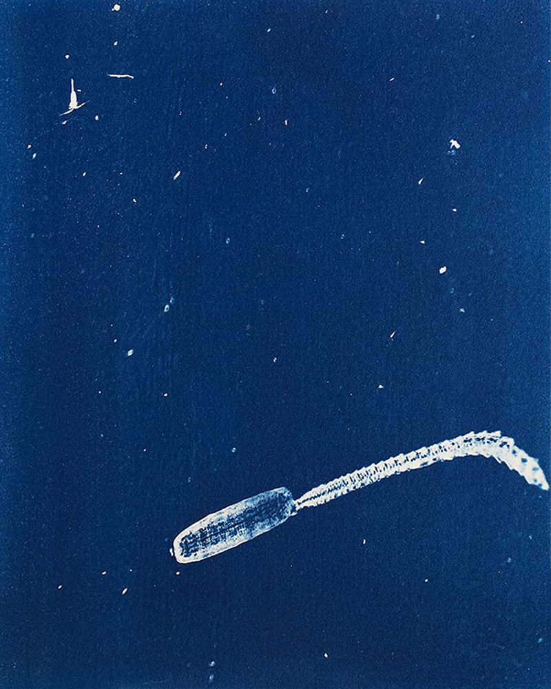 © Sarah Grew - Image from the Portraits of Pacific Plankton: Cyanotype Impressions photography project