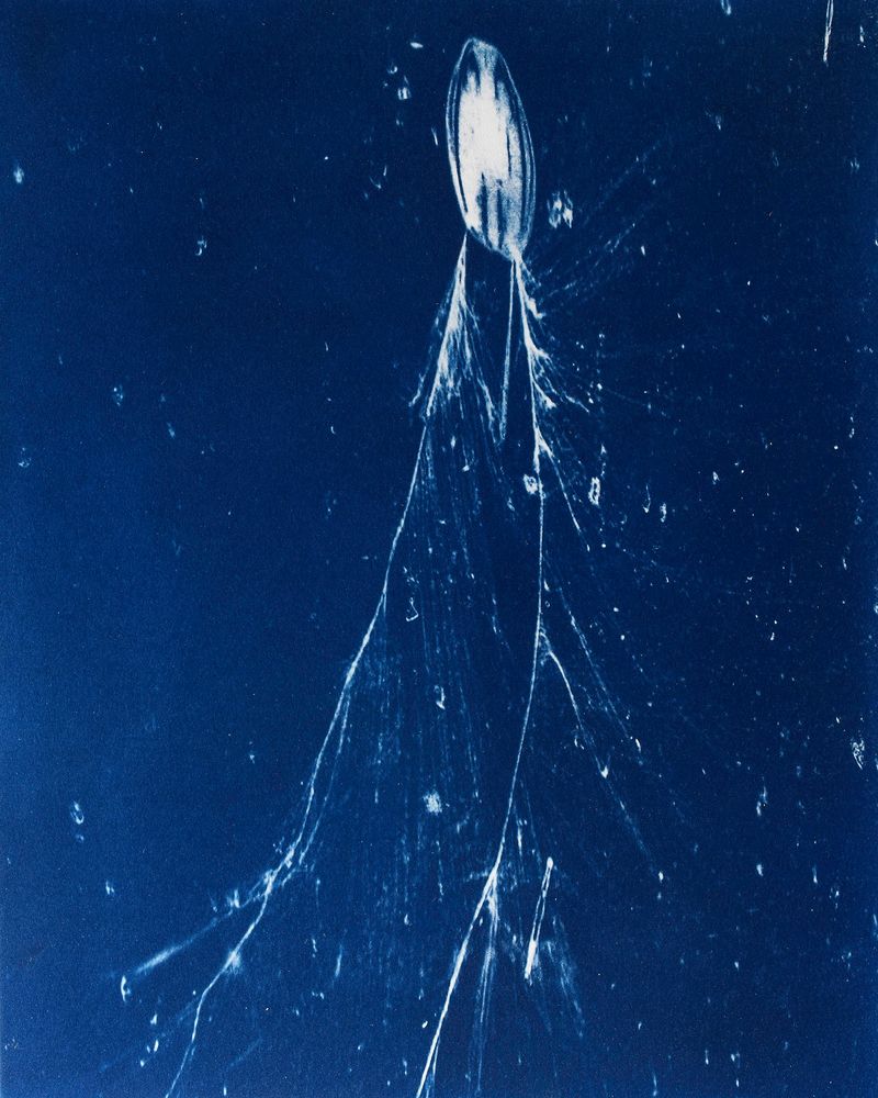 © Sarah Grew - Image from the Portraits of Pacific Plankton: Cyanotype Impressions photography project