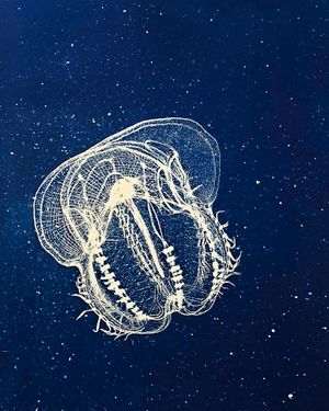 Portraits of Pacific Plankton: Cyanotype Impressions