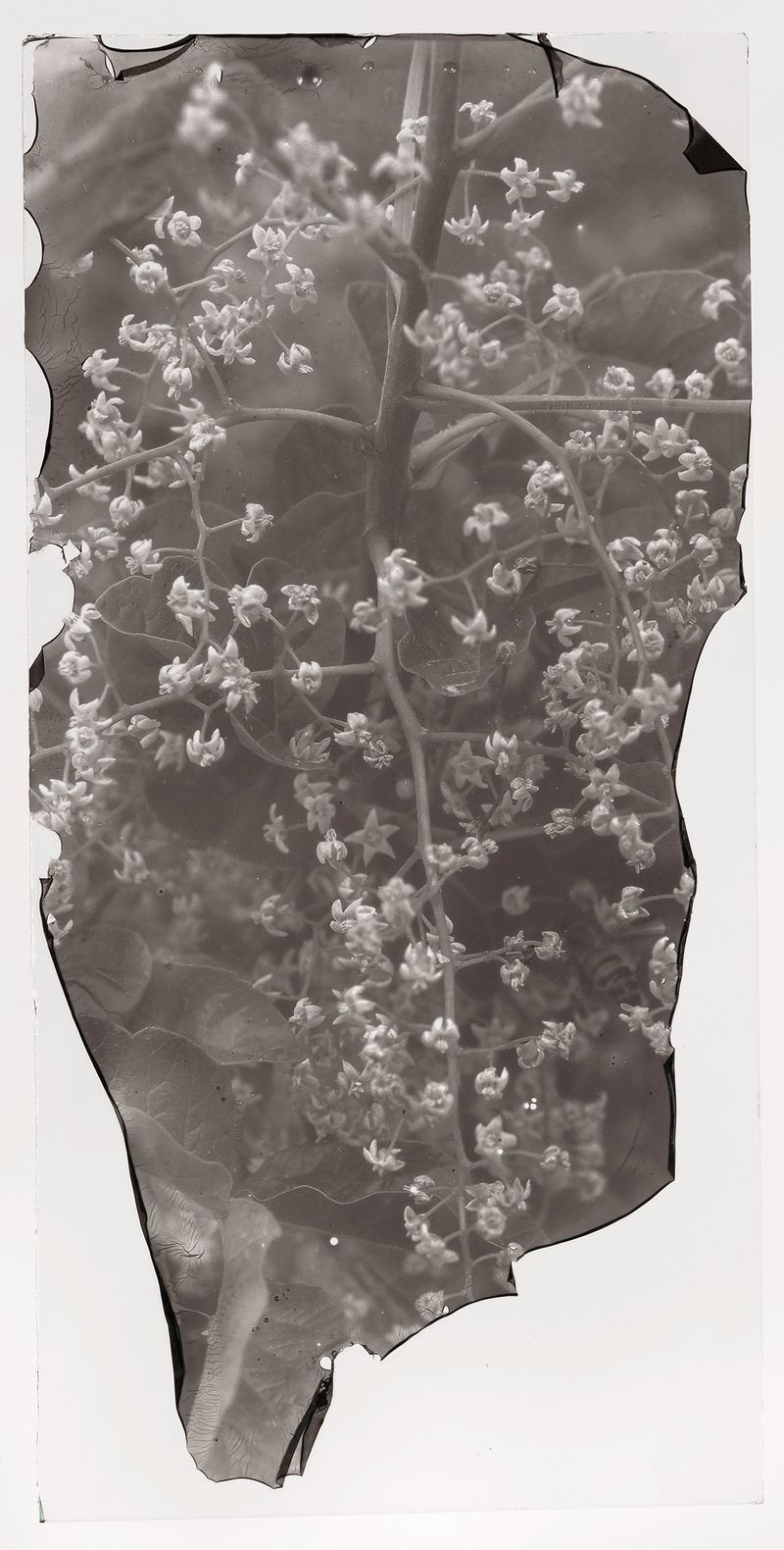 © Sarah Grew - Image from the The Ghost Forest – Out of the Ashes photography project