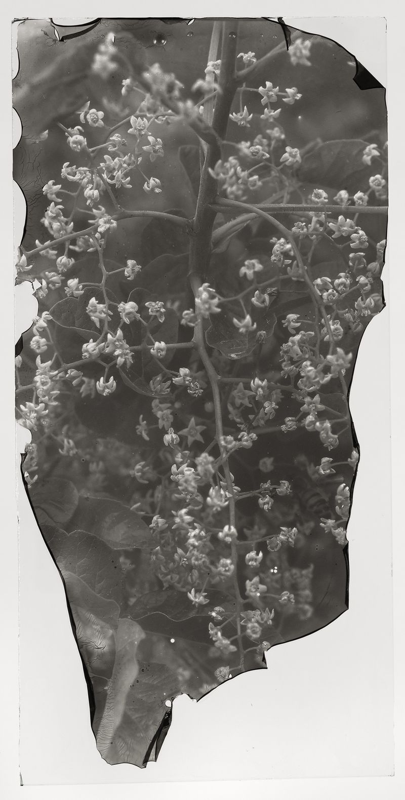 © Sarah Grew - Image from the The Ghost Forest – Out of the Ashes photography project